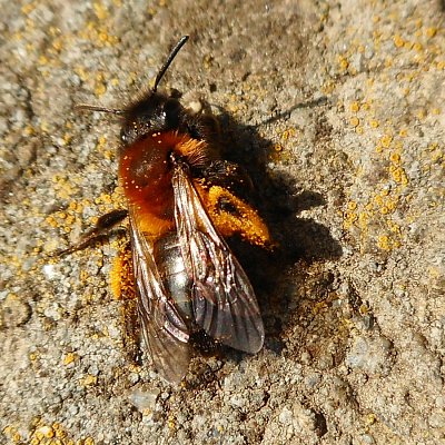 Včela samotářka