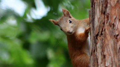 Veverčí pozdrav z dnešního rána...