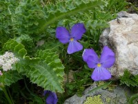 Viola alpská