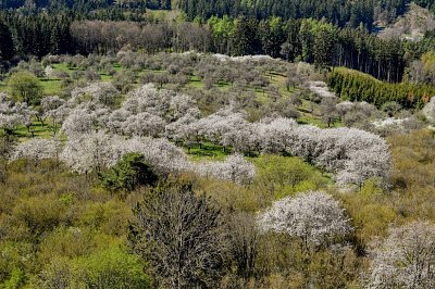 vitani-jara-kokasice-21.4.2019-019.jpg