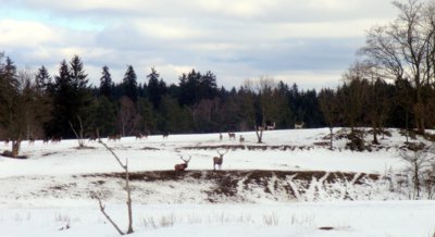U daňků v Kladrubech