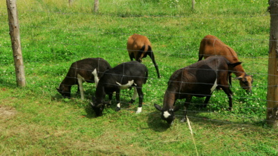 Je za plotem tráva lepší?