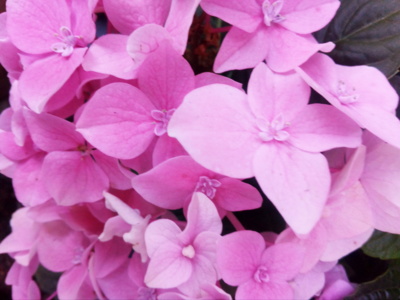 hortenzie ze zahrádky...