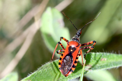 Jméno hovoří za vše - zákeřnice červená...
