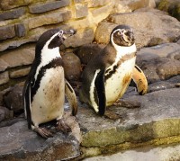 Zdraví i tučňáci