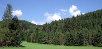 Zdravý jesenický les