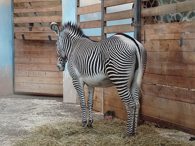 zebra-1.jpg