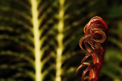 zebrovice-blechnum-brasiliense.jpg