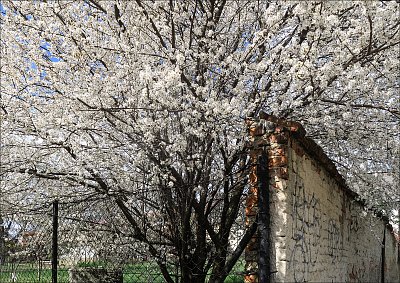 Zeď do bílé oděná ...