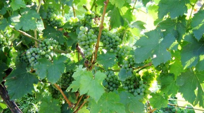 Zelená krása ve slunci