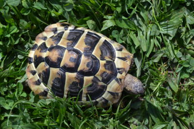 moji čtyřnozí kamarádi