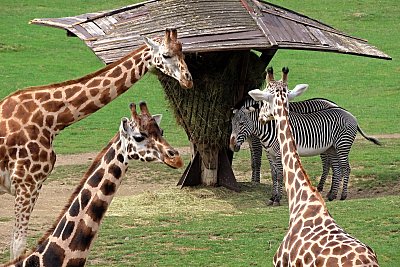 Jak se vám líbí africké vzory?