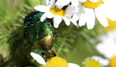 Zázraky přírody - zlatohlávek zlatý