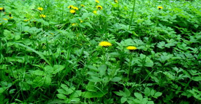 Když zelenou zdobí žlutá