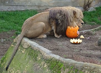 zoo-usti-hallowen-u-lvu-2017.jpg