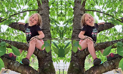 Co se urodilo na třešni?