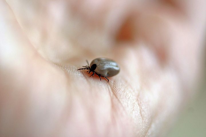 Klíšťata loni nakazila rekordní počet lidí, očkovat se nechává jen asi čtvrtina Čechů