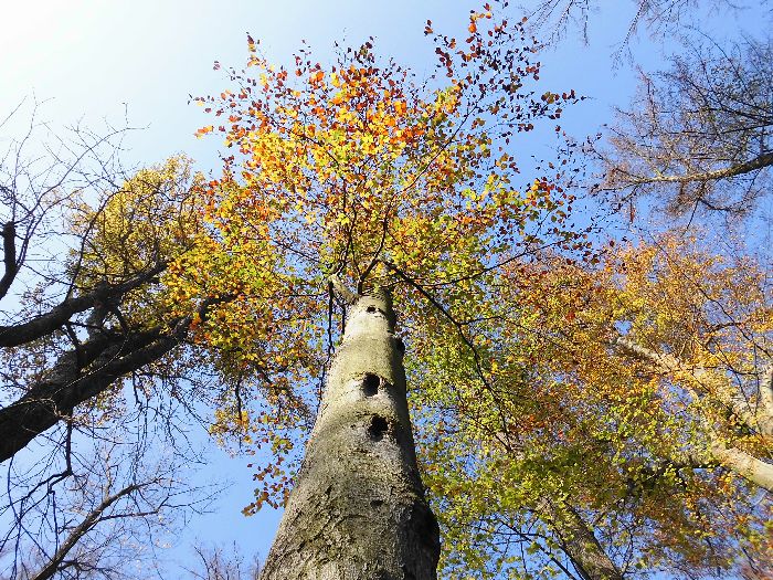 Píseň stromu 