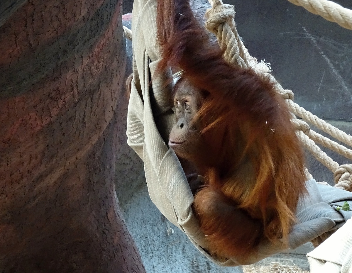 Zoologická zahrada v zimě? Ano!