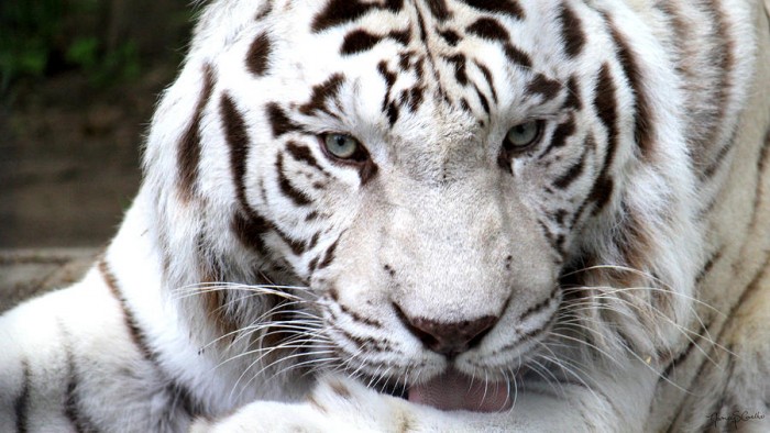 Liberecká tygří „koťátka“ už mají 
metrák a slaví první narozeniny