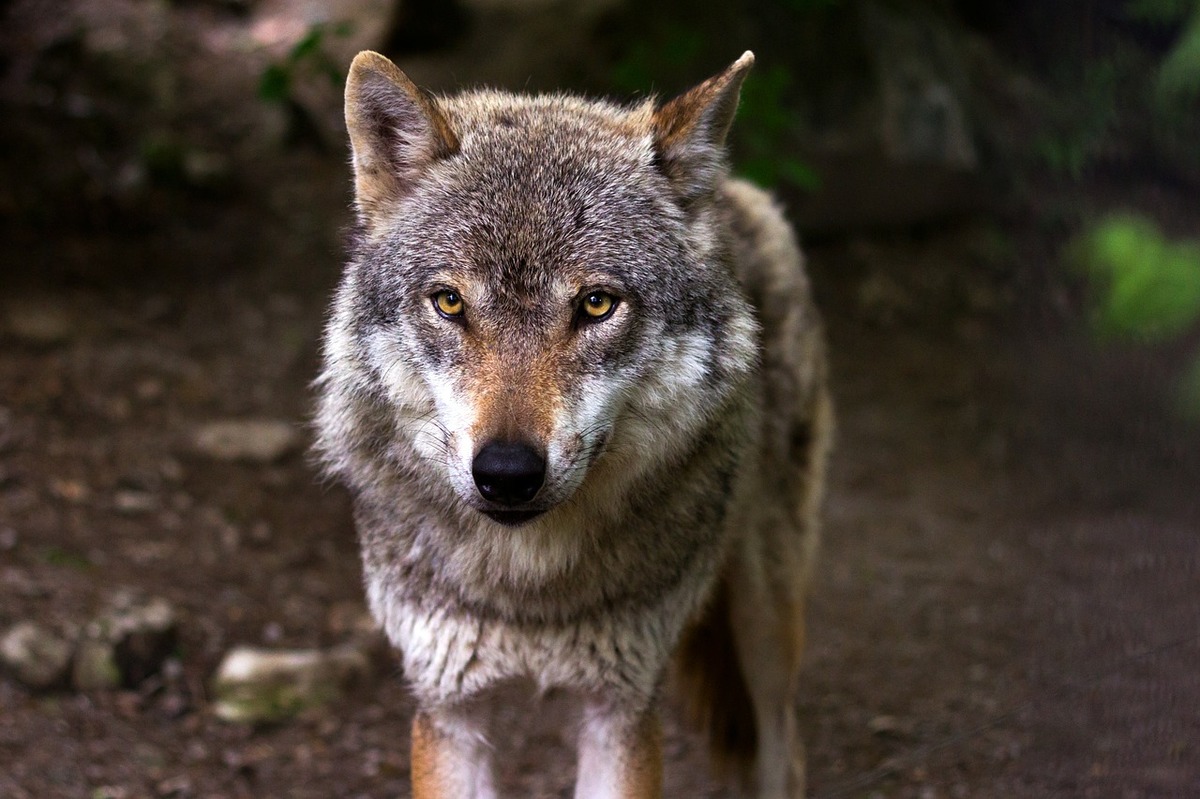 Ještě máte v Brněnských horách vlky?