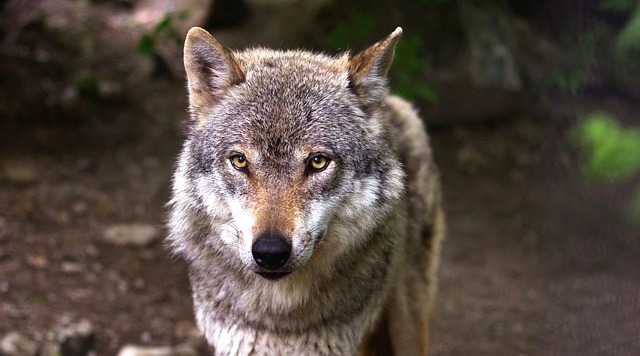 Šumavský park dokončuje 
zoocentrum zaměřené na vlky