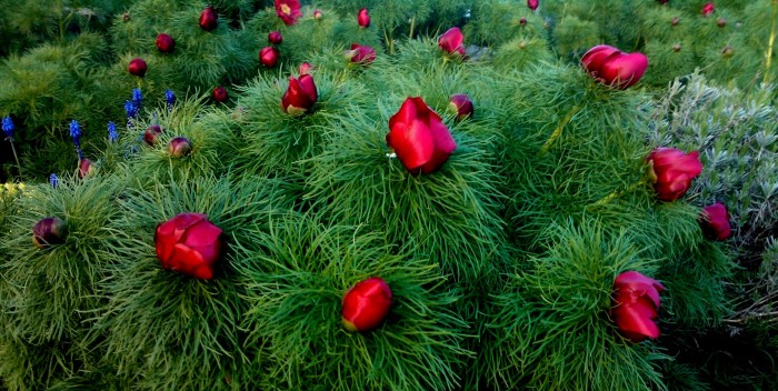 "Jaro je tu!" A nová fotosoutěž,
v níž hrajte o zahradní sekačku