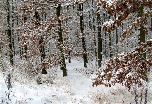 Zimní tóny lesa