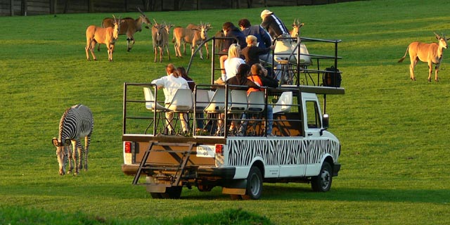 Asociace trestá české safari,
bude muset vracet zvířata?