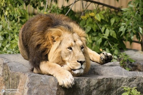 ZOO Praha otočila. Zavede
volné vstupné pro seniory