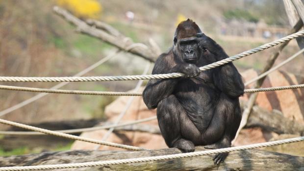 Pražská ZOO zahájila
sezónu a hlásí novinky