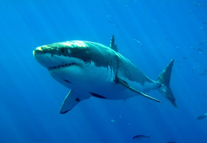 Velký bílý žralok se může 
dožít úctyhodného věku